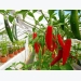 4 bước trồng ớt đơn giản hiệu quả