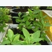 Kỹ thuật trồng rau bầu đất trị “bách bệnh”