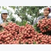 Bắc Giang ships lychee around world