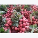 200 tons of lychees exported to Thailand