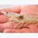 Rainy season effects on shrimp grow-out ponds (Part 1)