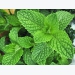 How to Grow and Use Mint