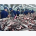 China ripe market for local tra fish exporters