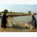 Ca Mau targets 2.5 billion USD from shrimp exports by 2025