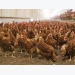 How to prepare for an antibiotic ban in poultry and pig feed