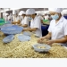 US - largest importer of Vietnamese cashew nuts