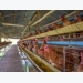 Study shows feed efficiency gains in Canadian egg production over time