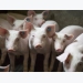 Phát triển vắc-xin cho lợn con để giảm sử dụng kháng sinh