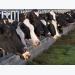 Fiber-degrading enzymes increase dairy cow milk production