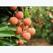Bắc Giang to record $240 million in lychee value