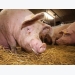 Reduced antibiotic consumption in Danish pig production yields positive results