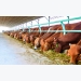 Imports driving Vietnam cattle farmers out of business