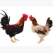 Đánh giá khả năng sản xuất thịt của gà Lạc Thủy