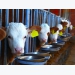 Study Starch source influential in dairy cow diets