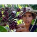 Vietnamese farmers keen on growing avocado amid low coffee prices