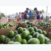 Vietnamese farm produce seeks to reach further in global market