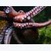 Octopus farming comes under fire