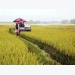 Hà Nội’s farmers grow high-quality rice for export
