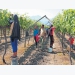 Table grapes: how to speed up production in new vines