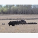Wild pigs expand range in Canada