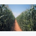 How Free State maize farmer survived the drought