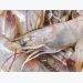 Traceability milestone for Ecuador's SSP shrimp