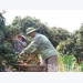 Early ripen lychee enjoys high price and good consumption