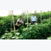 Đi đầu trồng rau hữu cơ ở Bắc Ninh