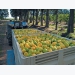 From fruit hawker to successful lemon exporter