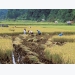 World Bank suggests reducing rice-growing areas in Mekong Delta