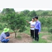 hieu-qua-su-dung-che-pham-ah-n08-cho-vuon-cam
