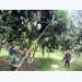 Son La mangoes set foot in demanding markets