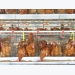 Poultry gut health may be improved under fewer light hours