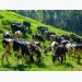 Supplementing diets for pastured-raised dairy cows may boost milk yields
