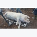 Lâm Đồng hỗ trợ kinh phí phòng chống bệnh dịch tả lợn Châu Phi