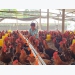 Nhân rộng nuôi gà thịt an toàn sinh học tại Tuyên Quang