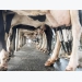 Coordinated action needed on mastitis