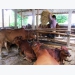 Việt Nam to develop cattle breeding, say officials