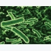 Khảo sát một số đặc tính probiotic của các chủng Lactobacillus spp trong điều kiện in vitro