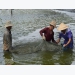 Nuôi trồng thủy sản thắng lớn tại Kiên Giang