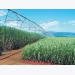 Smarter ways to irrigate sugar cane