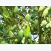 Nông dân Long Hòa thu nhập ổn định từ Cà Na Thái
