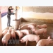 Vietnam imports pigs from Thailand