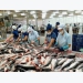 Pangasius sector may entirely recover from the third quarter