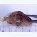 Trị bệnh mè cá trên cá mú do nhiễm sán lá đơn chủ (monogeneans)
