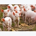 Farmers troubled as piglet prices double from last year