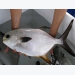 Kỹ thuật nuôi cá chim vây vàng trong lồng bè
