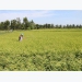 Trà Vinh farmers expand organic rice areas