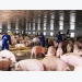 Pork supply expected to be more plentiful at year’s end