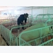African swine fever actively prevented and controlled